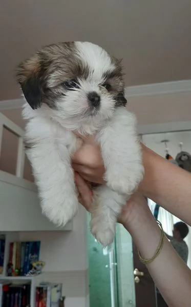 CUCCIOLI DI SHIHTZU ALLEVATI CON AMORE per adozione | Foto 1