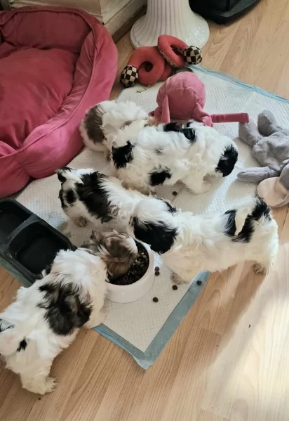 CUCCIOLI DI SHIHTZU ALLEVATI CON AMORE per adozione | Foto 1
