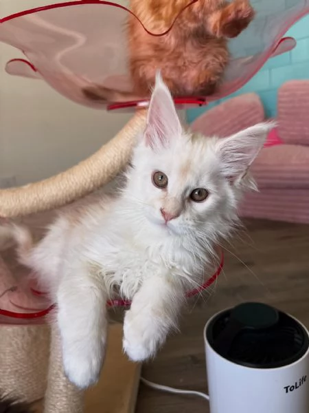 Cucciola di razza Maine Coon | Foto 0