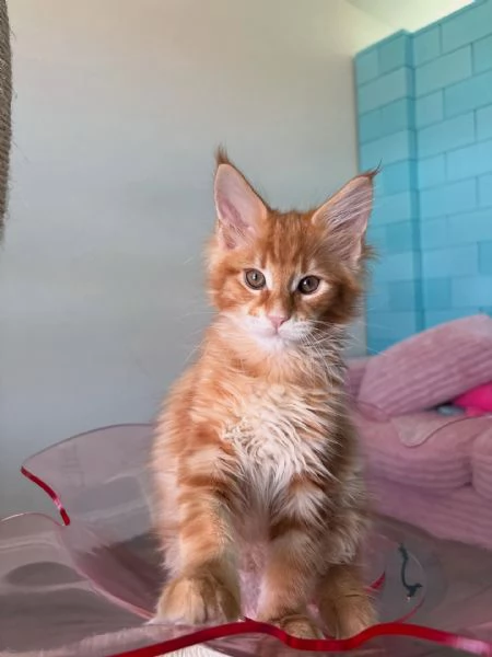 Cucciola di razza Maine Coon