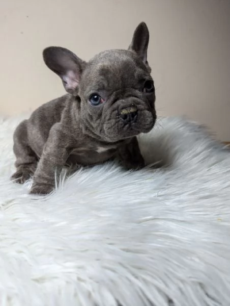 Bulldog francese blu merle | Foto 1