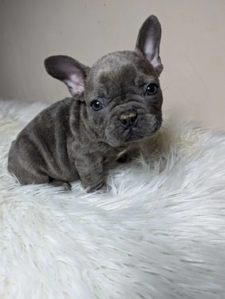 Bulldog francese blu merle