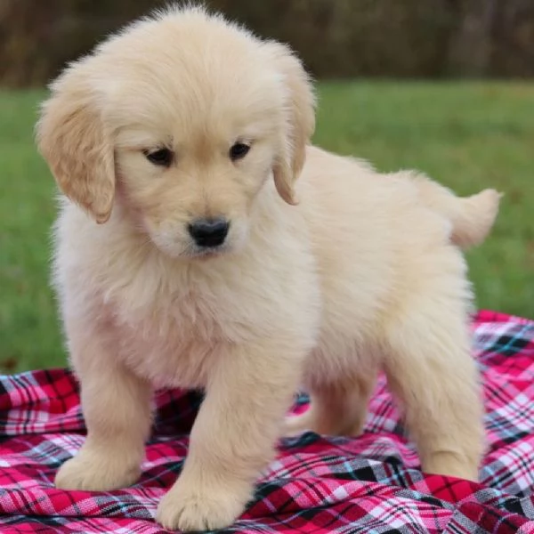 Regalo Golden Retriever 