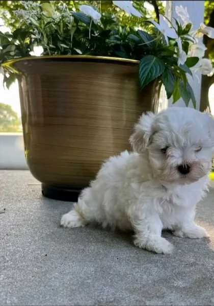 Ho cuccioli di maltese maschi e femmine