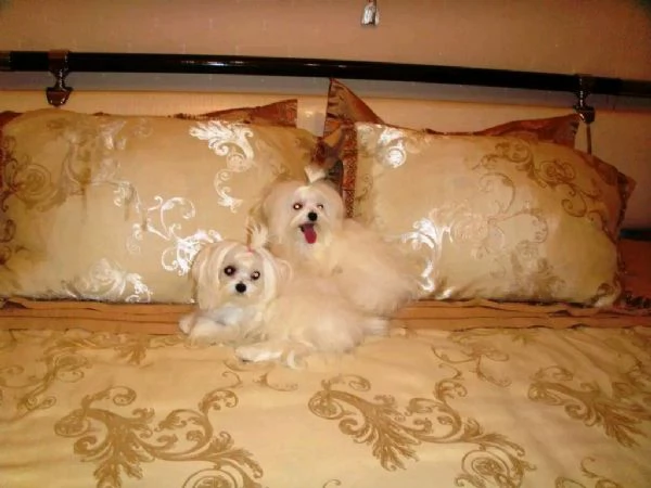 Disponibili adorabili cuccioli di maltese