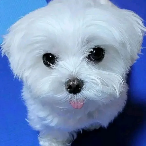 Disponibili adorabili cuccioli di maltese