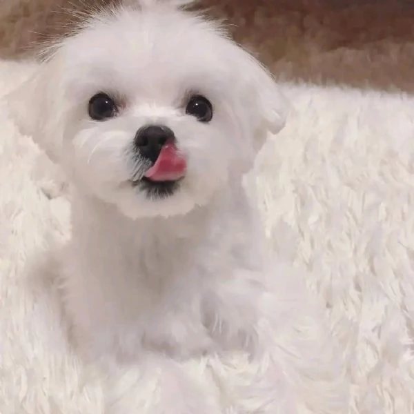 Disponibili adorabili cuccioli di maltese