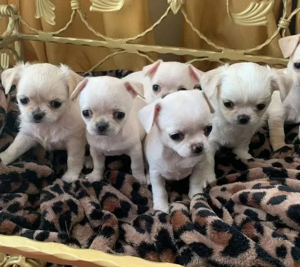 Disponibili splendidi e vivaci cuccioli di chihuahua!