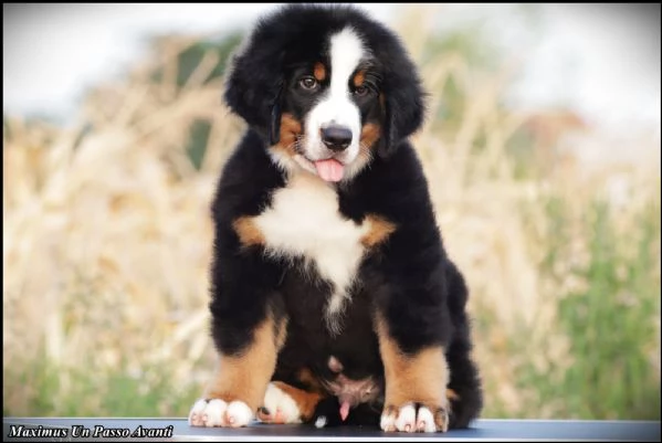 Cuccioli di Bovaro del Bernese | Foto 6