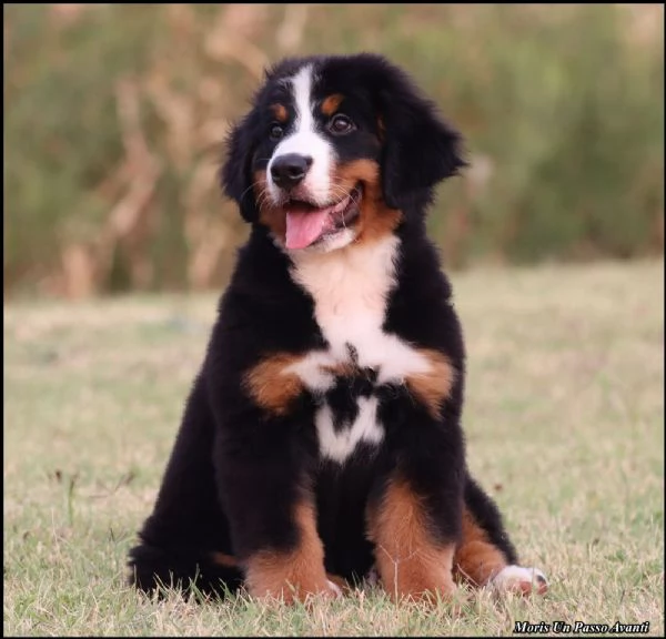 Cuccioli di Bovaro del Bernese | Foto 5