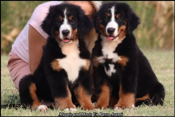 Cuccioli di Bovaro del Bernese