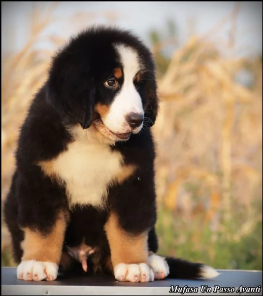 Cuccioli di Bovaro del Bernese | Foto 4