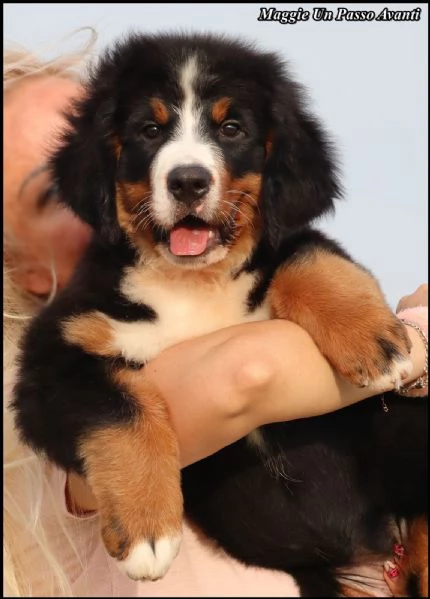 Cuccioli di Bovaro del Bernese | Foto 3
