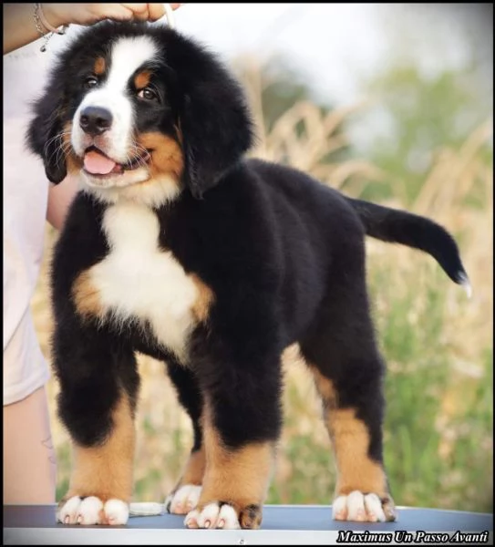 Cuccioli di Bovaro del Bernese | Foto 2