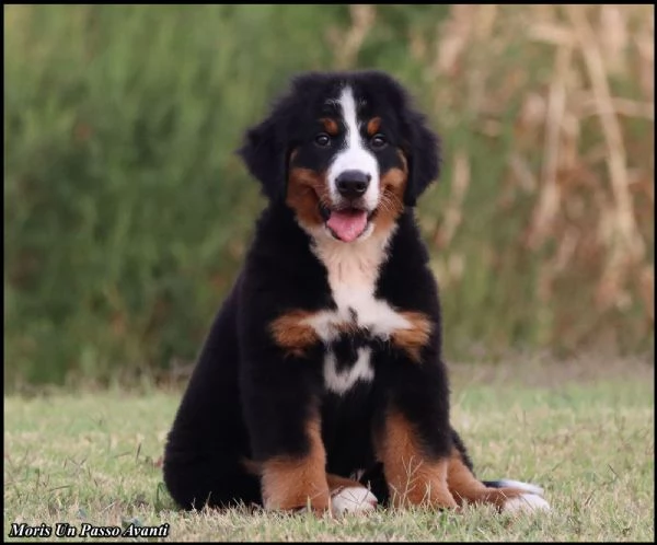 Cuccioli di Bovaro del Bernese | Foto 1
