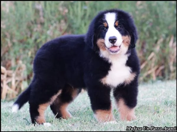 Cuccioli di Bovaro del Bernese | Foto 0