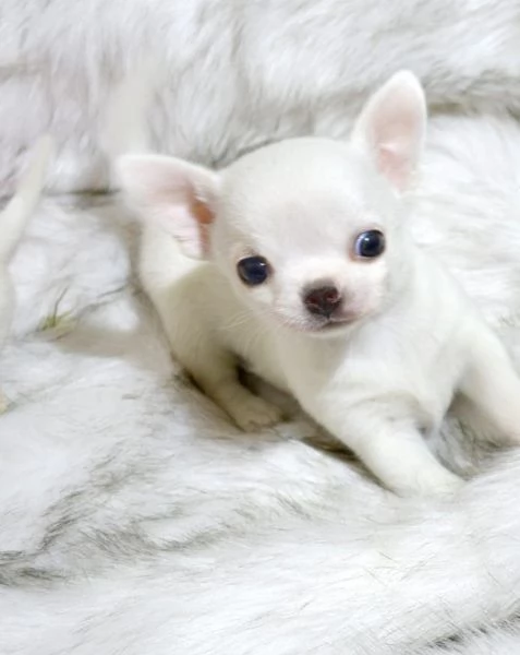 Magnifico cucciolo di chihuahua femmina | Foto 0