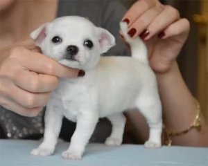Magnifico cucciolo di chihuahua femmina