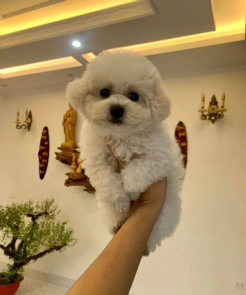 Cuccioli di Barboncini minitoy