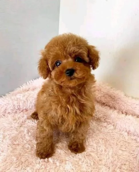 Barboncino toy minitoy