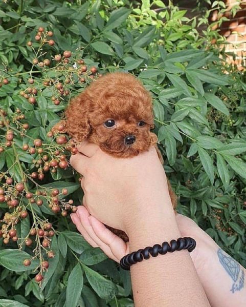 Cuccioli Di Barboncino Nano Disponibili I Piccoli Verranno Ceduti Dopo I 70 Giorni Dalla Nascita  C