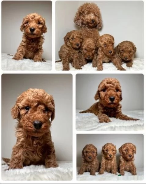 Cucciolata di 6 bellissimi barboncini nani rosso volpe 