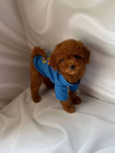 Barboncino toy minitoy