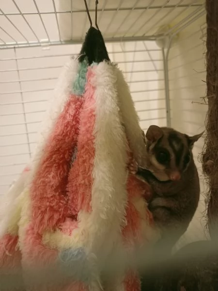 Petauro dello zucchero  | Foto 2