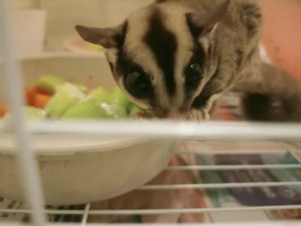 Petauro dello zucchero  | Foto 1