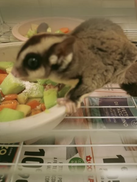 Petauro dello zucchero  | Foto 0