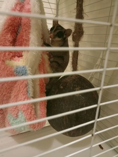 Petauro dello zucchero 