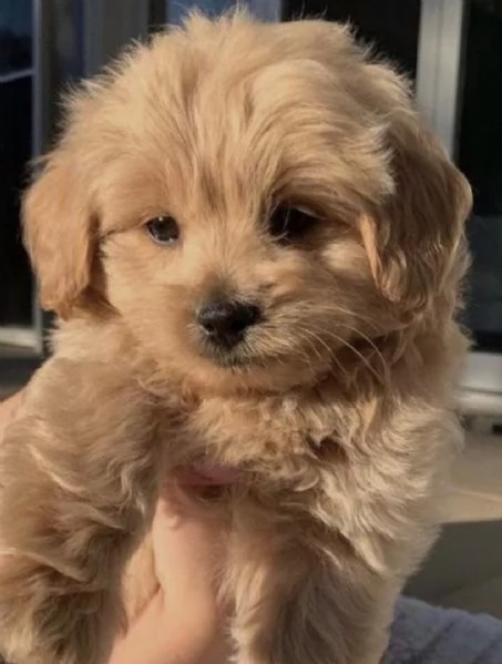 Regalo Cuccioli di Golden retriver Disponibili bellissimi cuccioli di Golden taglia standard mantell
