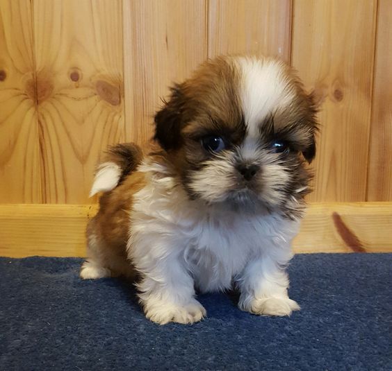 Piedini per vasi in bronzo Jack Russell Terrier (set da 3
