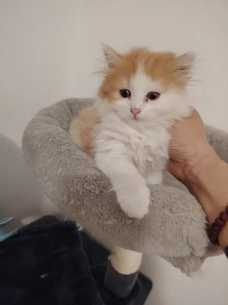 Persiano maschio | Foto 0