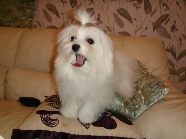 Maltese 