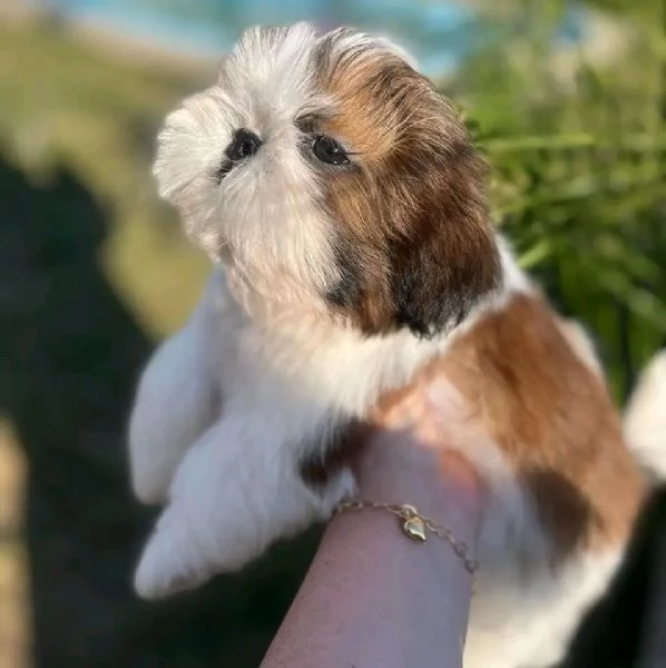 Cuccioli carini di Shih Tzu disponibili ora per l'adozione