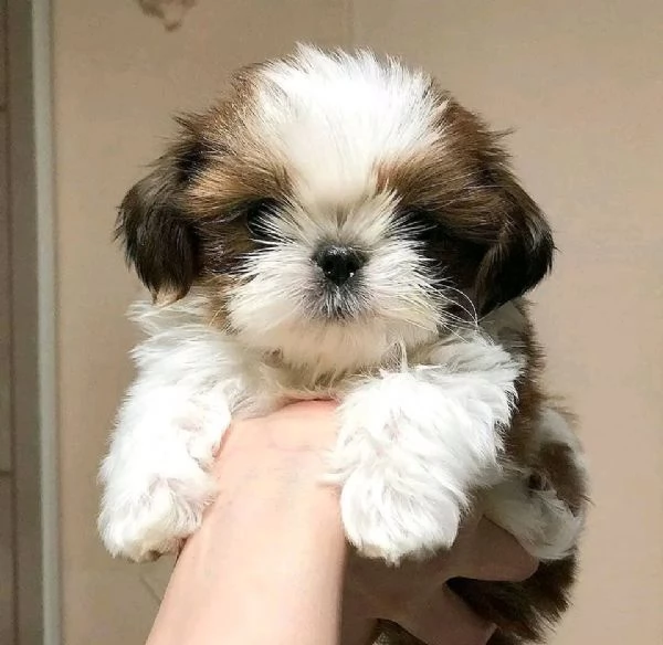 Cuccioli carini di Shih Tzu disponibili ora per l'adozione
