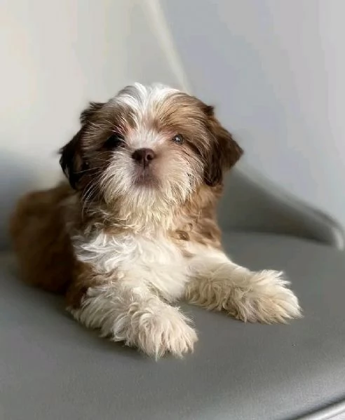 Cuccioli carini di Shih Tzu disponibili ora per l'adozione