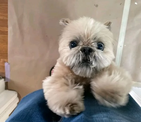 Cuccioli carini di Shih Tzu disponibili ora per l'adozione