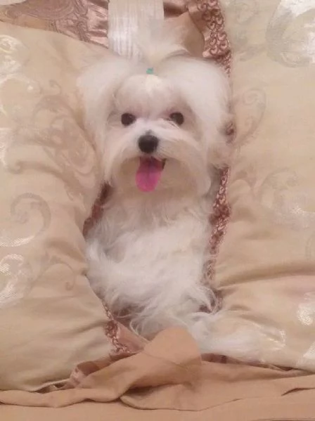 Cuccioli maltesi per Natale