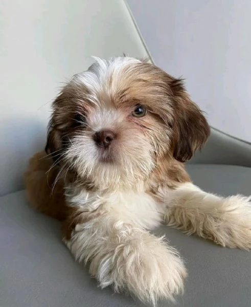 ONORABILE CUCCIOLI DI SHIH TZU IN VENDITA A CHIUNQUE ABBIA SOGNATO DI AVERE UN ANIMALE DOMESTICO