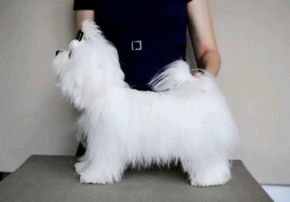 Disponibili cuccioli di maltese belli e sani
