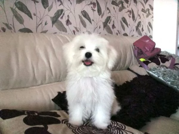 Disponibili cuccioli di maltese belli e sani