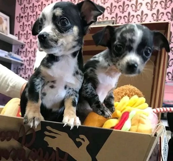 adorabili e carini cuccioli di chihuahua maschi e femmine, disponibili per l'adozione.
