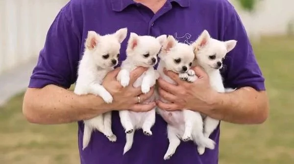 adorabili e carini cuccioli di chihuahua maschi e femmine, disponibili per l'adozione.