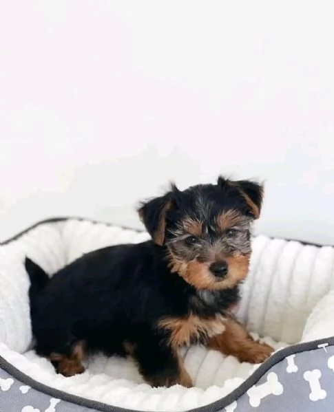 Cuccioli di Yorkie disponibili