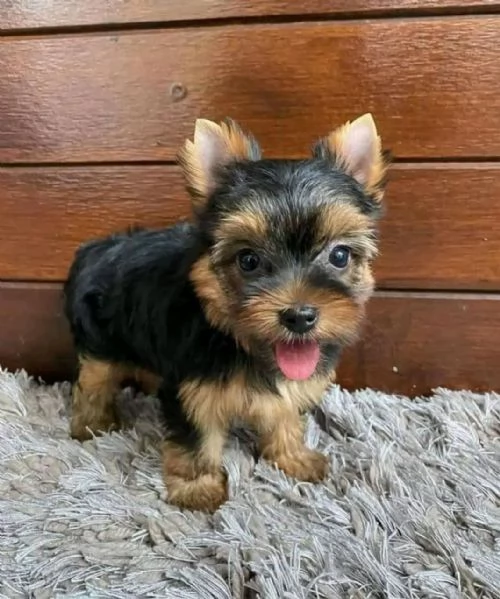 Cuccioli di Yorkie disponibili