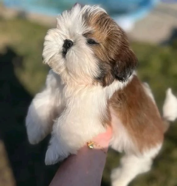 Cuccioli carini di Shih Tzu in vendita