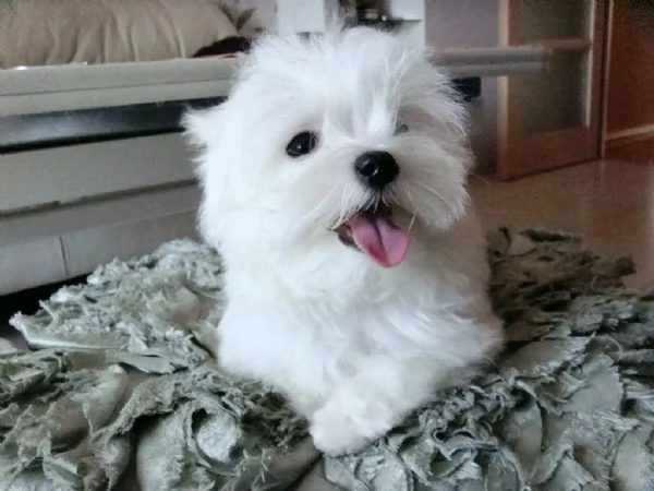 Cuccioli di maltese Teacup di taglia standard