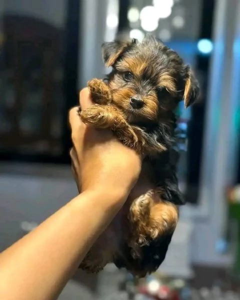 Cuccioli adorabili di Yorkie